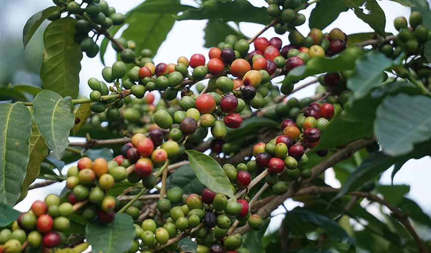 coffee plantation in Rwanda