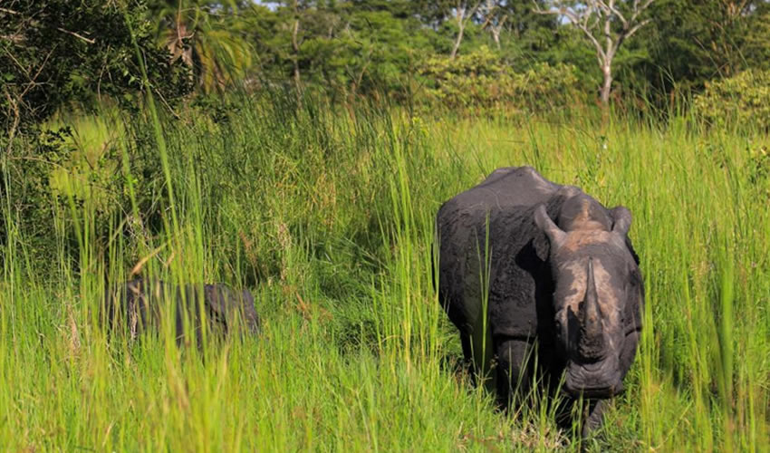 Visit Ziwa Rhino Sanctuary in Uganda