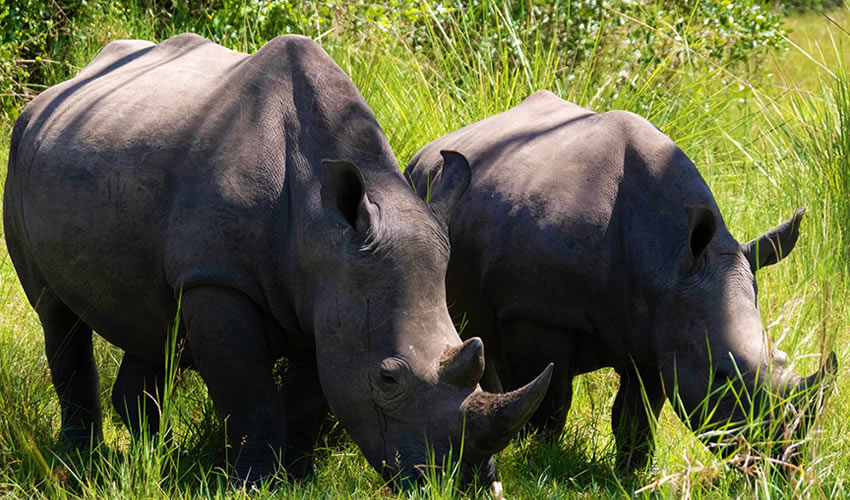 Visit Ziwa Rhino Sanctuary In Uganda