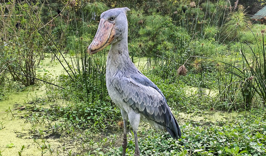 shoebill stork in Uganda