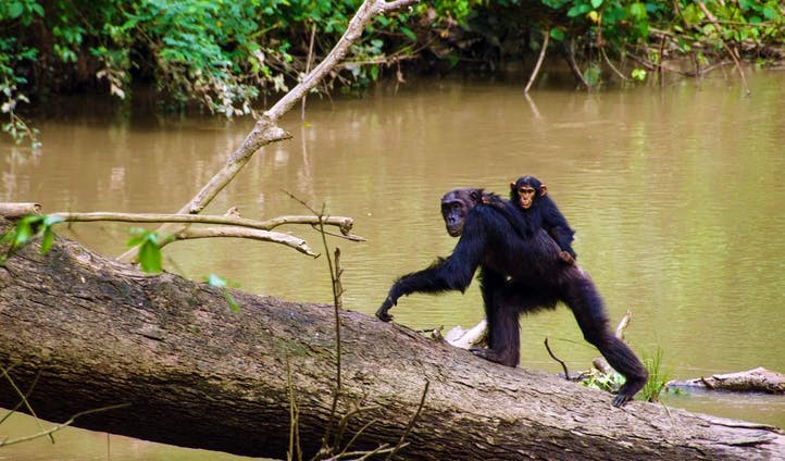 chimps in Kyambura