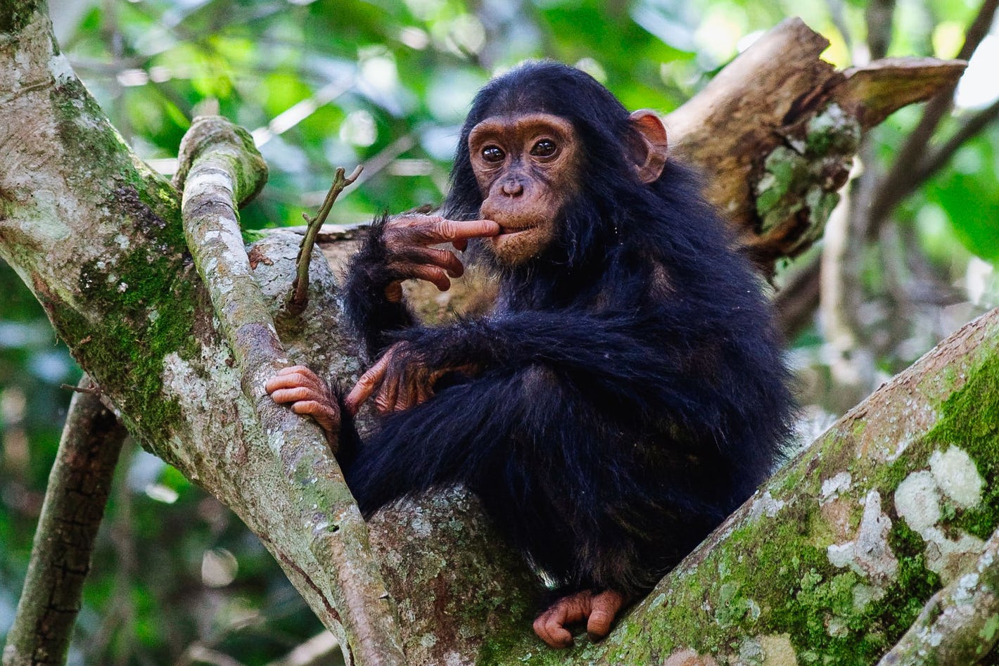 Chimpanzee Tracking Activity in Queen Elizabeth National Park