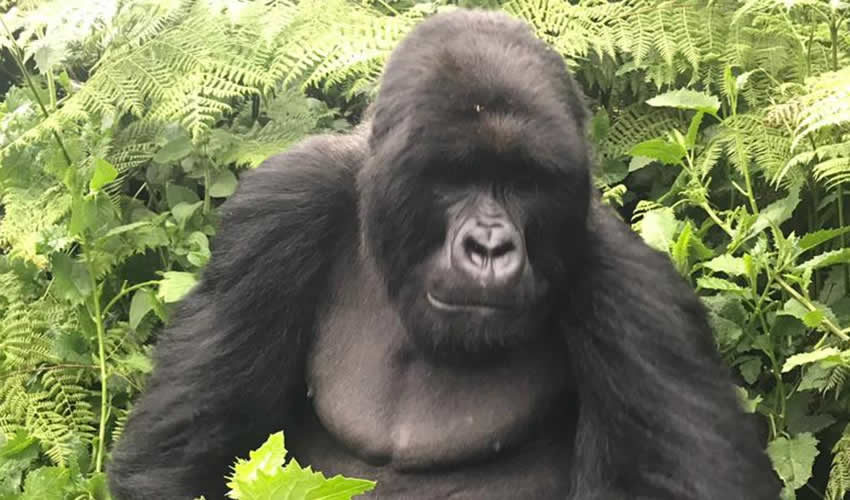 Frequently Asked Questions About Gorilla Trekking