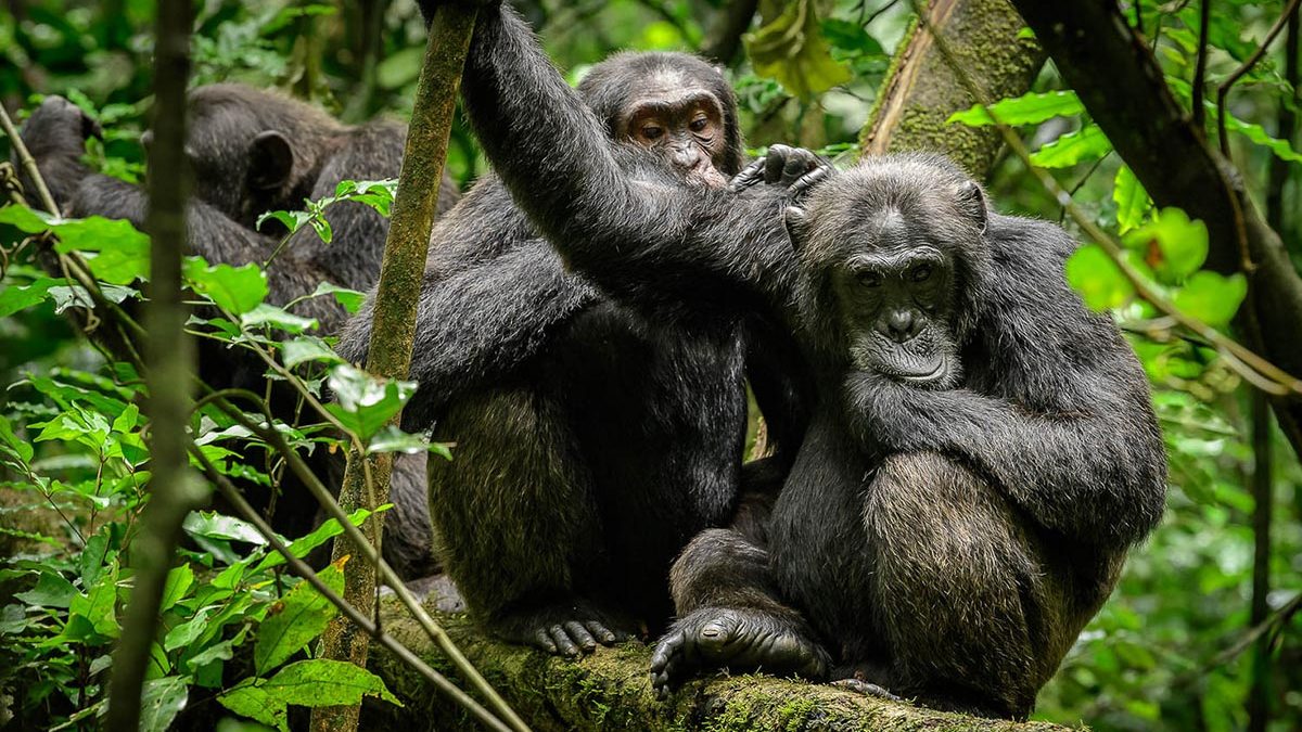 Chimpanzee Tracking Activity In Queen Elizabeth National Park