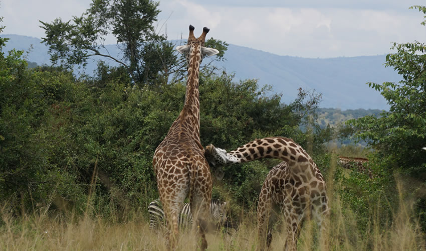 giraffes spotted in Rwanda