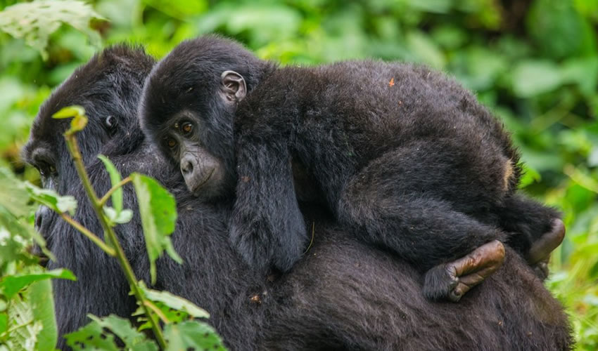 Rwanda Gorillas Vs Uganda Gorillas