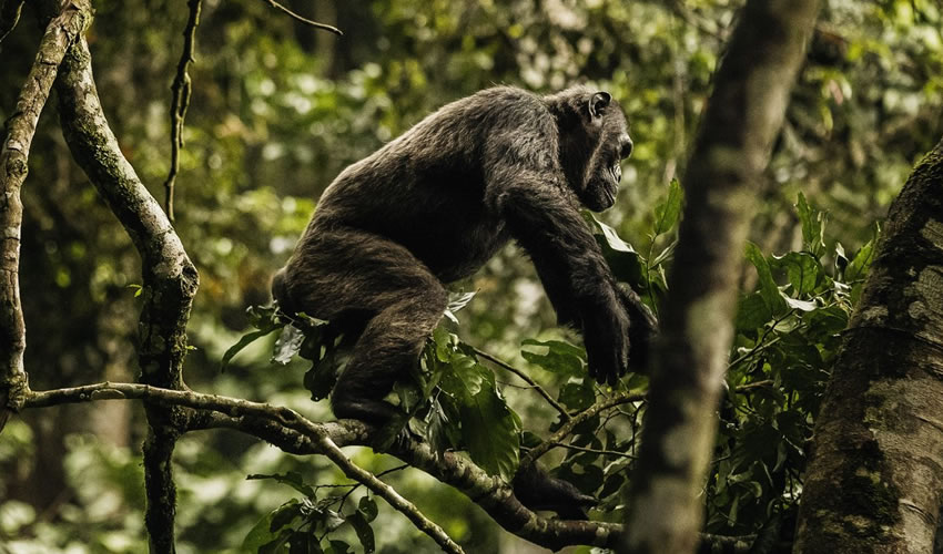Trekking Chimpanzees in Rwanda Vs Trekking Chimpanzees in Uganda
