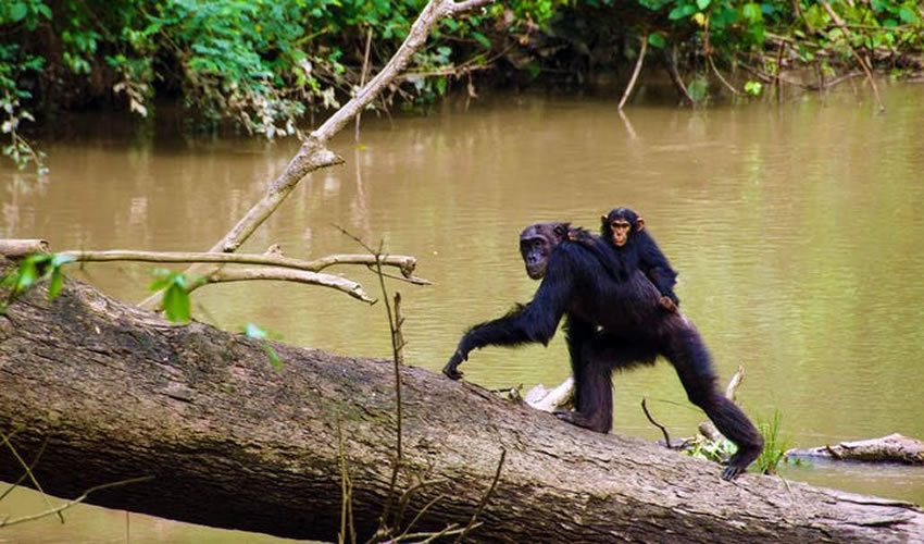 trekking chimps