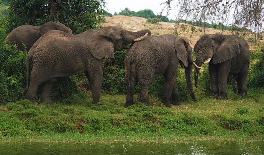 Rwanda – Uganda Combined Safari Road Trip