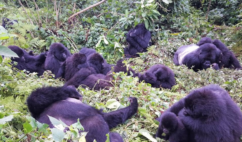 3 Days Rwanda Gorillas Safari Adventure