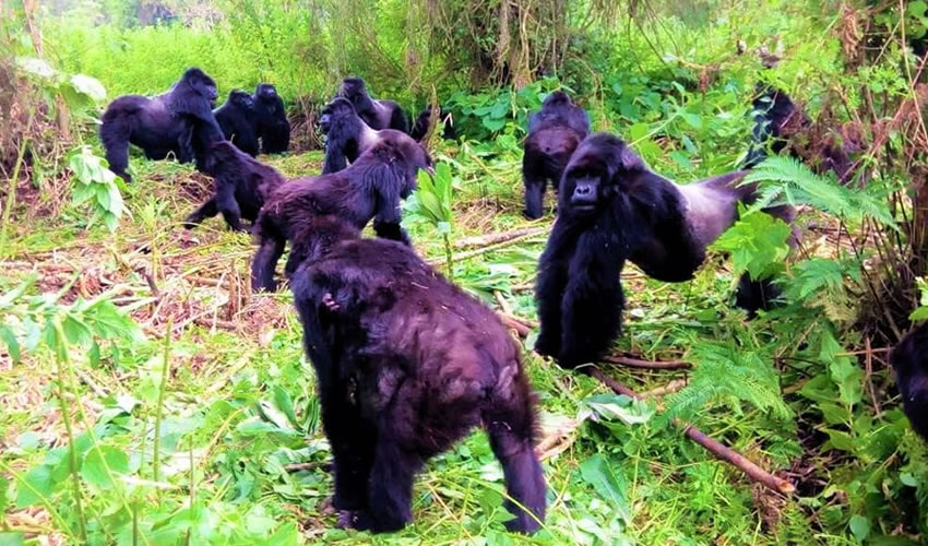 Rwanda Gorillas Vs Uganda Gorillas