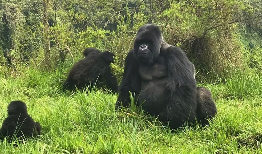 3 Days Rwanda Gorillas Safari Adventure
