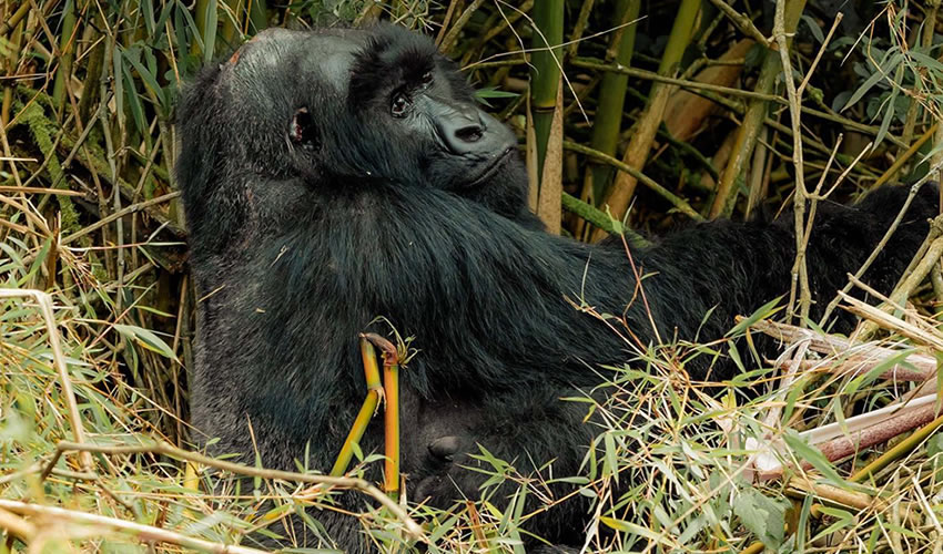 Rwanda Gorillas Vs Uganda Gorillas