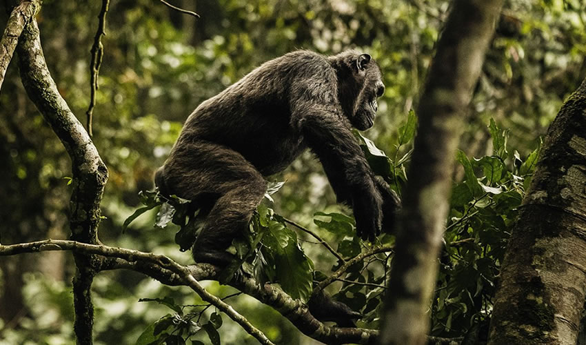 chimpanzee tracking