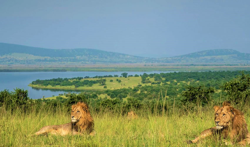 lions in akagera national park