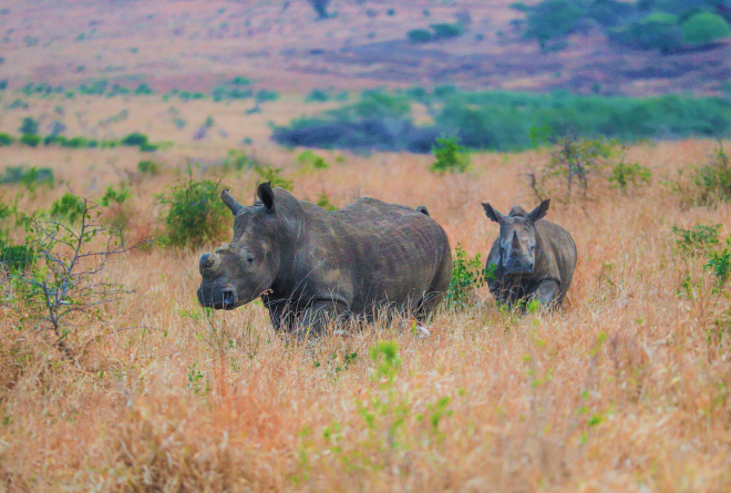 Tracking White Rhinos in Akagera National Park