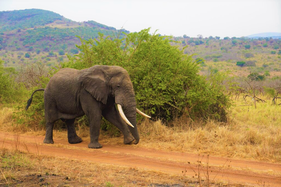 Elephant in akagera national park