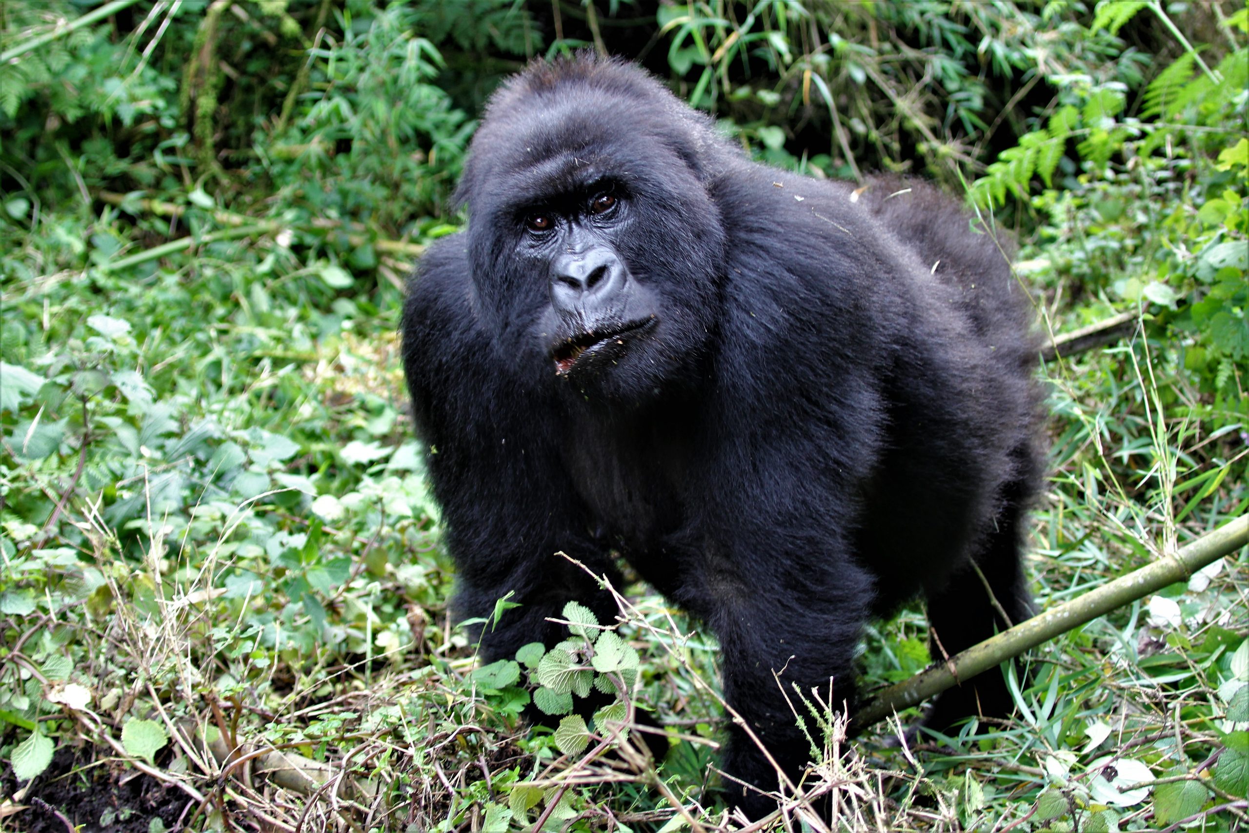 Discounted Rwanda Gorilla Trekking
