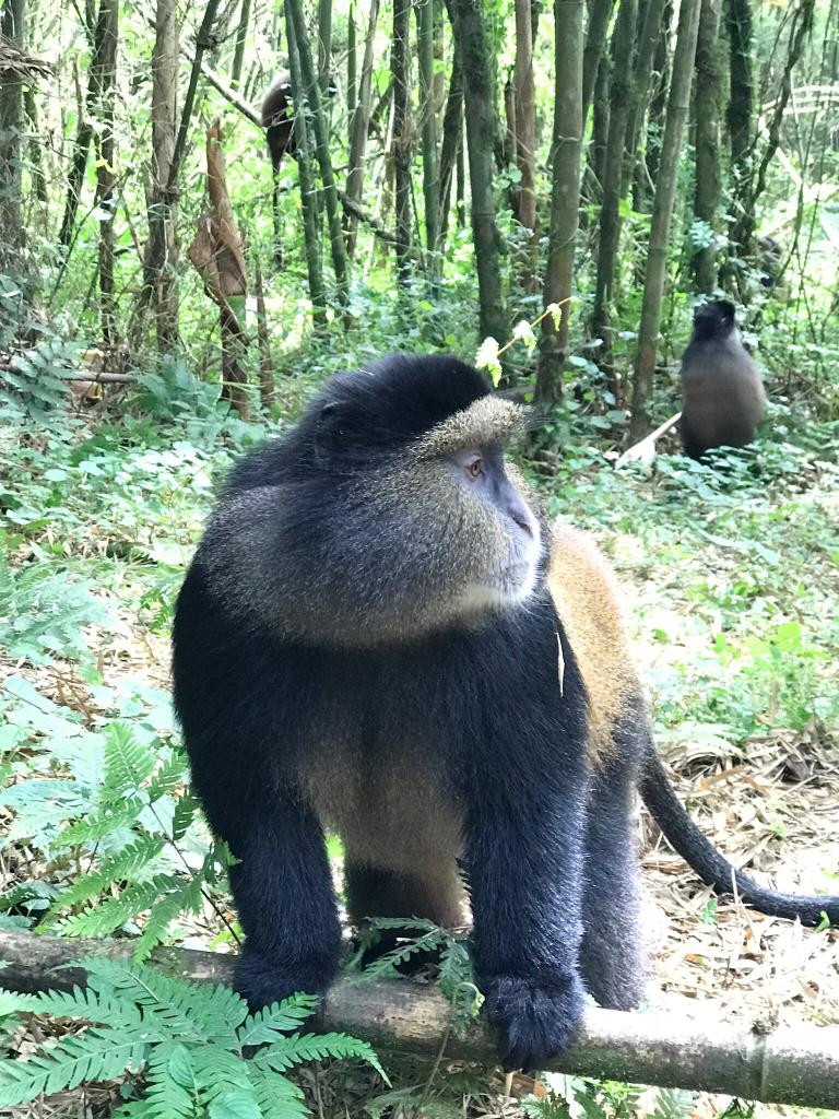 Golden monkey trekking at Mgahinga national park