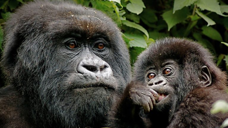 A photo taken during Exclusive Gorilla Trekking in Rwanda
