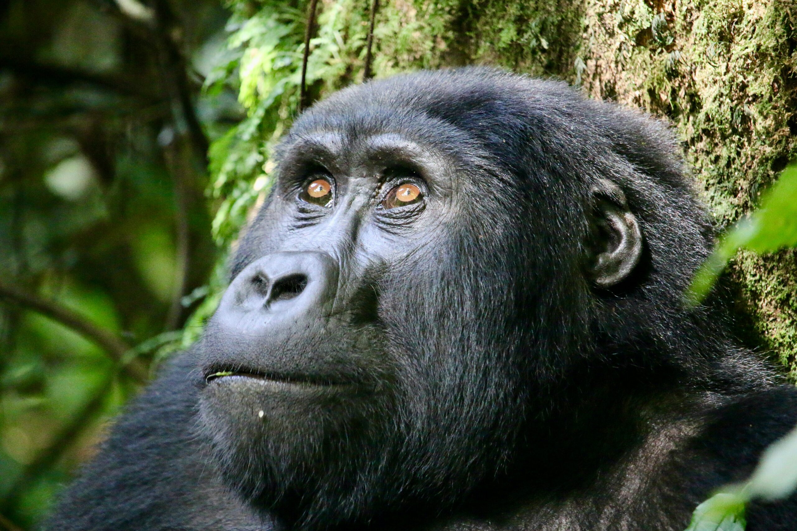 2 Days Gorilla Trekking Safari in Rwanda