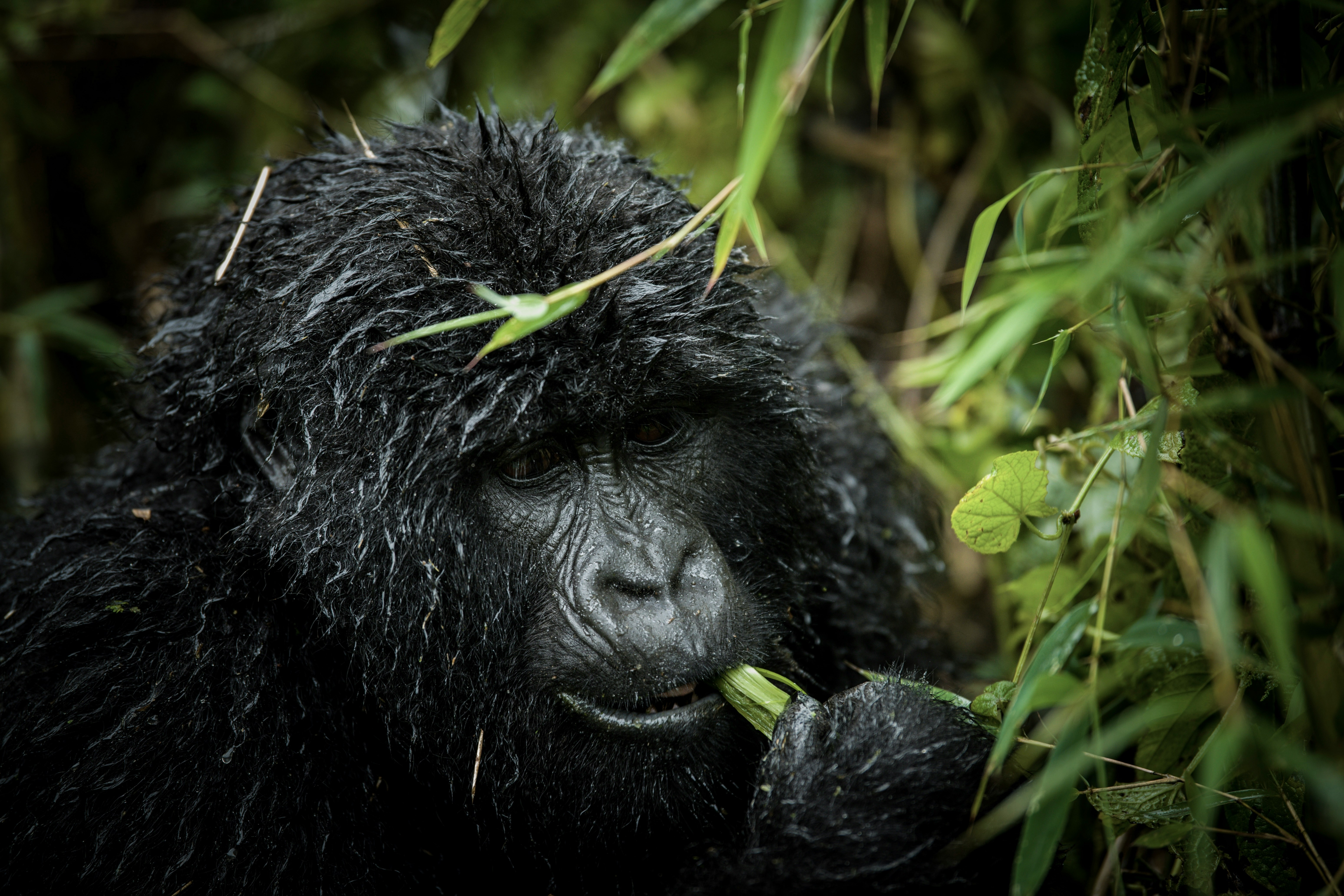3 Days Primate Tracking Rwanda Safari