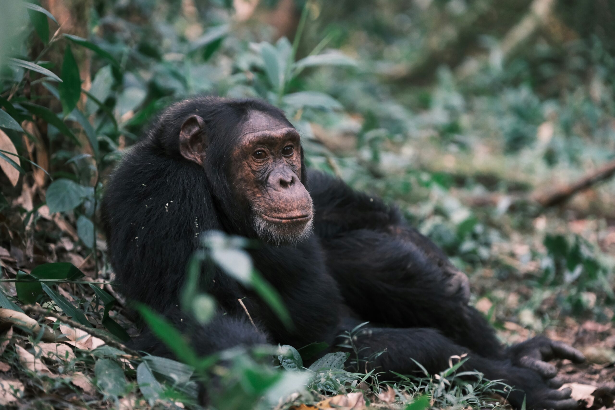 2 Days Nyungwe Chimpanzee Tracking Rwanda Safari