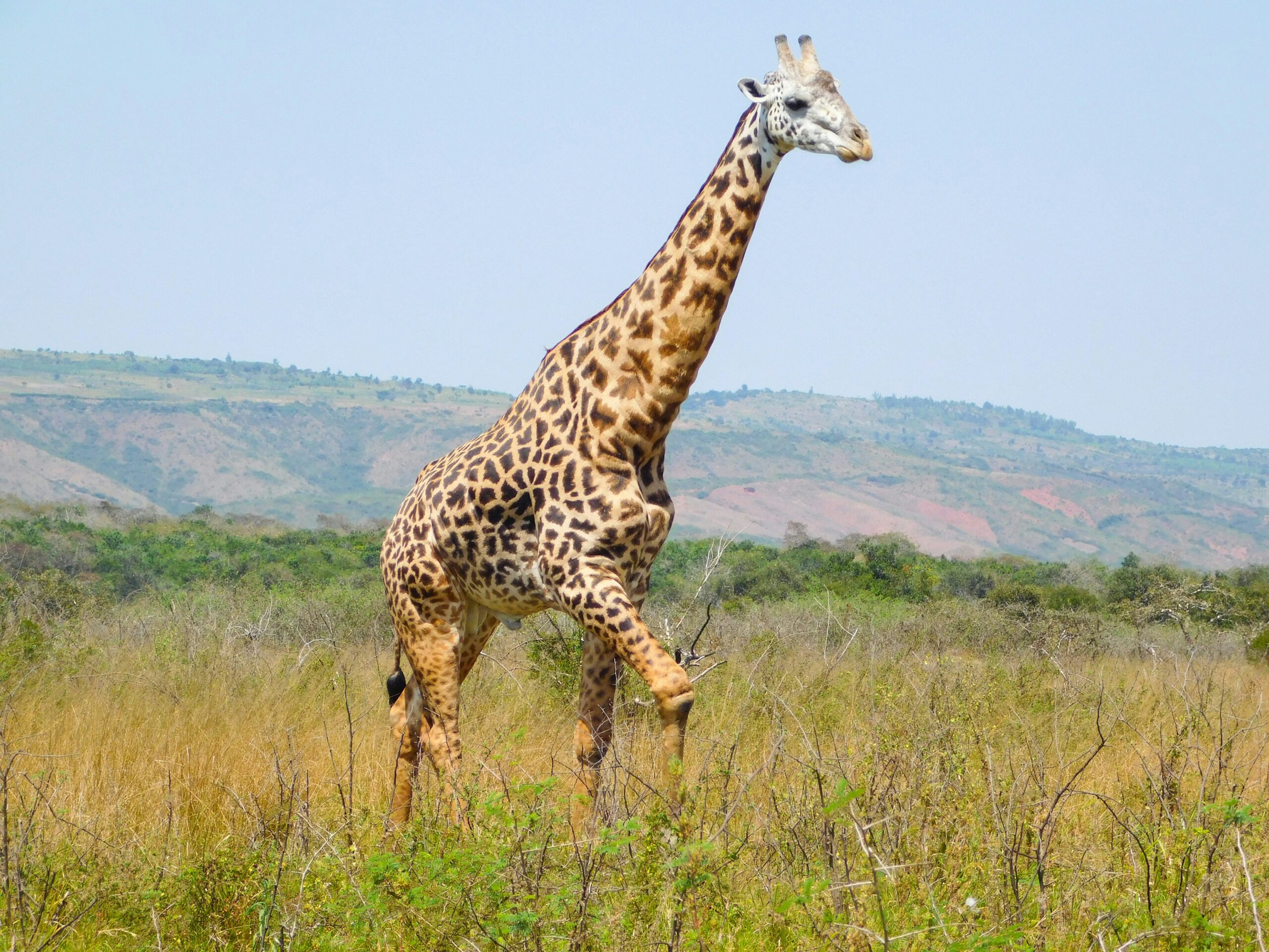 giraffe akagera national park rwanda