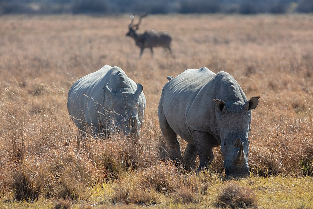 The translocation of 70 rhinos from South Africs will have significant implications for the African rhino population and the long-term survival of white rhinos in Rwanda.