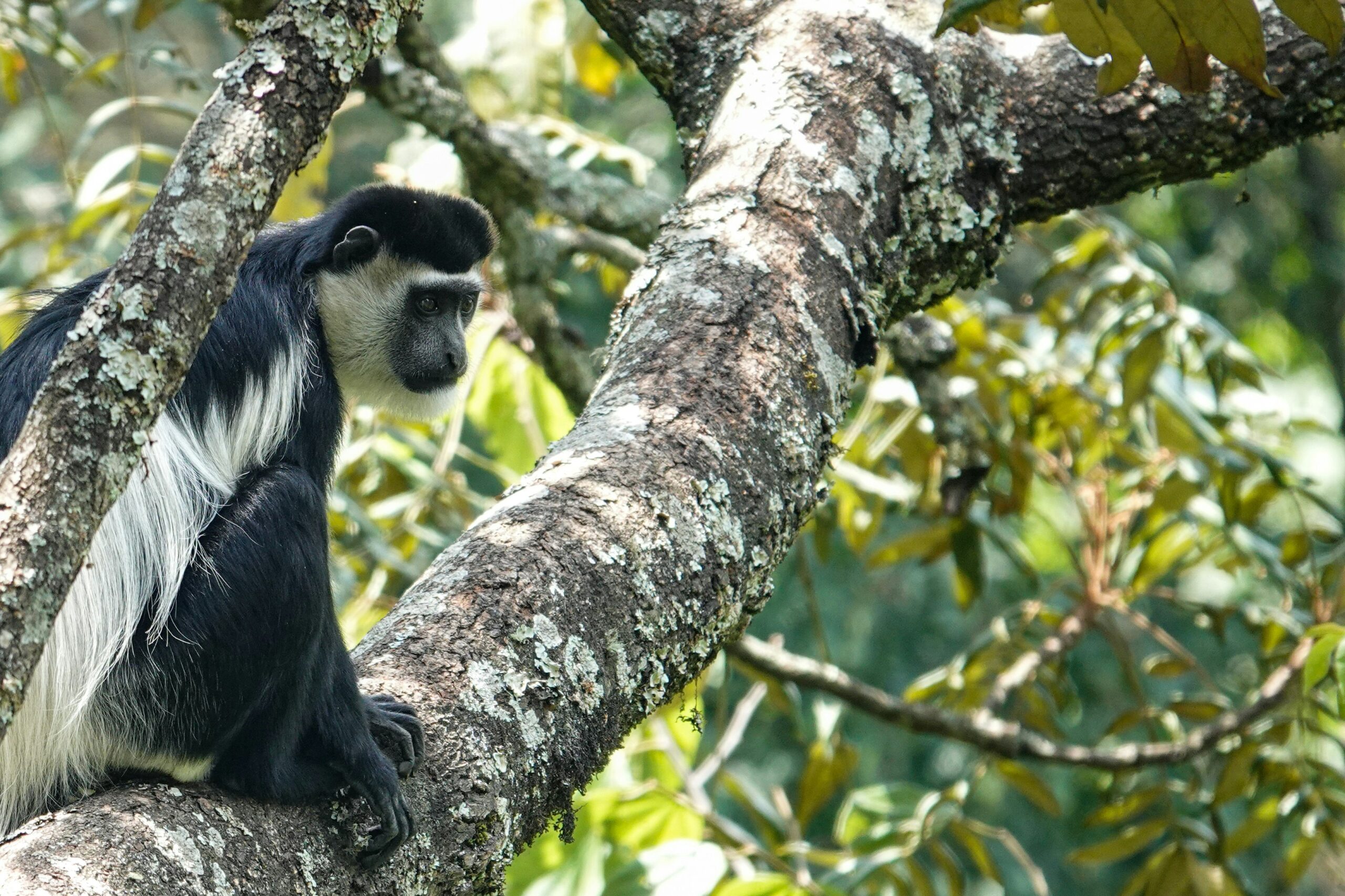 4 Days Flying Uganda Gorilla Trekking