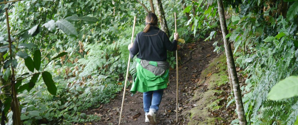 A solo female traveler trekking alone through Nyungwe Forest National park in Rwanda
