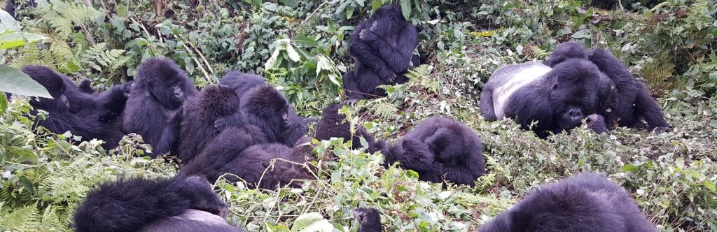 A group of gorillas resting in the grass. Rwanda gorilla permit discount.