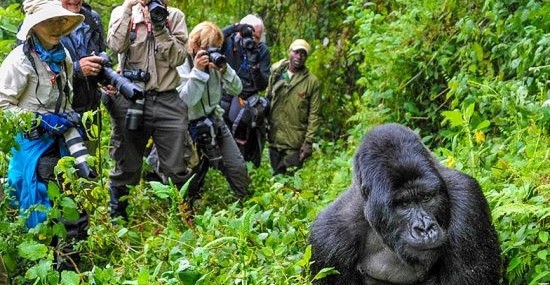Tourists taking photos of Rwandan Gorilla. Rwanda gorilla permit discount
