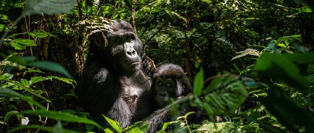 Rwandan mountain gorilla mother with her baby in Volcanoes National Park, one of the different types of gorillas found in Africa