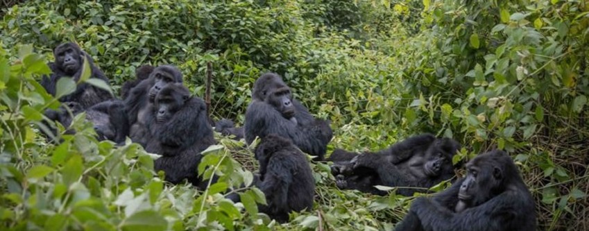Different types of gorillas including eastern lowland gorilla in Kahuzi-Biega National Park