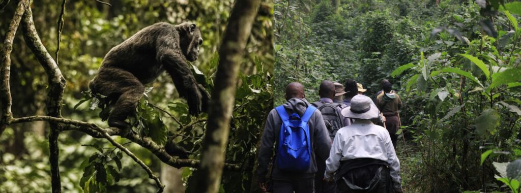 8 days Rwanda primates self drive adventure