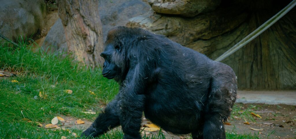 Different types of gorillas showing western lowland gorilla with brown forehead patch