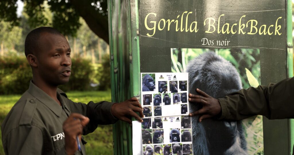 Educational Presentation from Volcanoes National Park Ranger about Rwandan Primates during Rwanda educational tours- Why Are Gorillas Endangered?