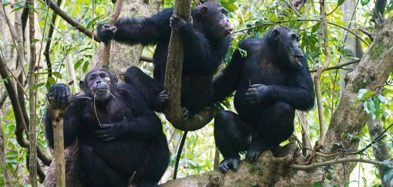 A group of Chimpanzees sitting in a tree, for Chimpanzee trekking locations in Nyungwe National Park