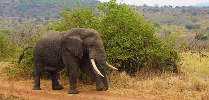 Elephant Big Five animals in Akagera National Park