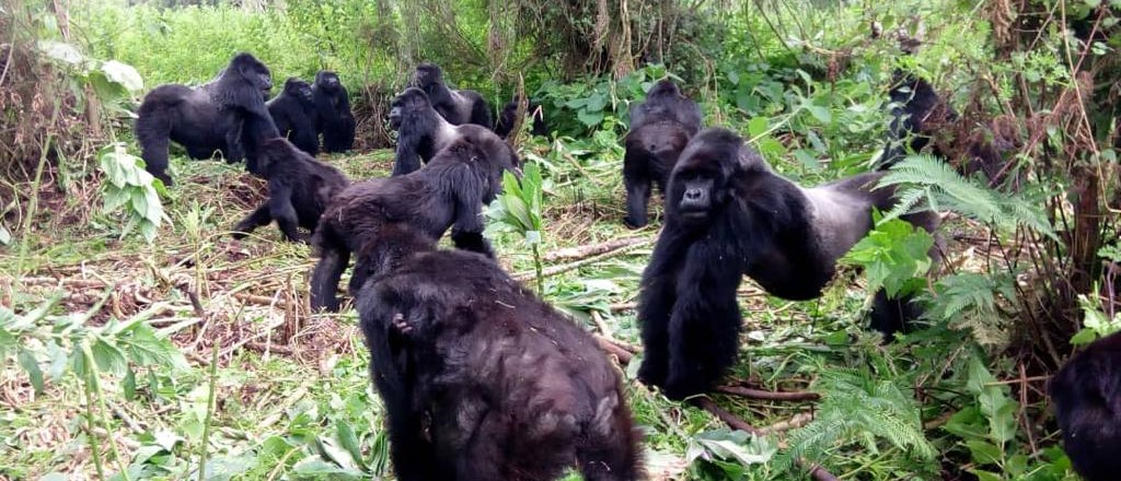 INTERESTING FACTS ABOUT GORILLAS