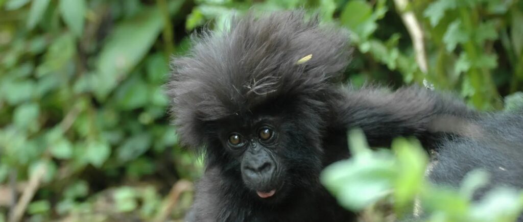 INTERESTING FACTS ABOUT GORILLAS