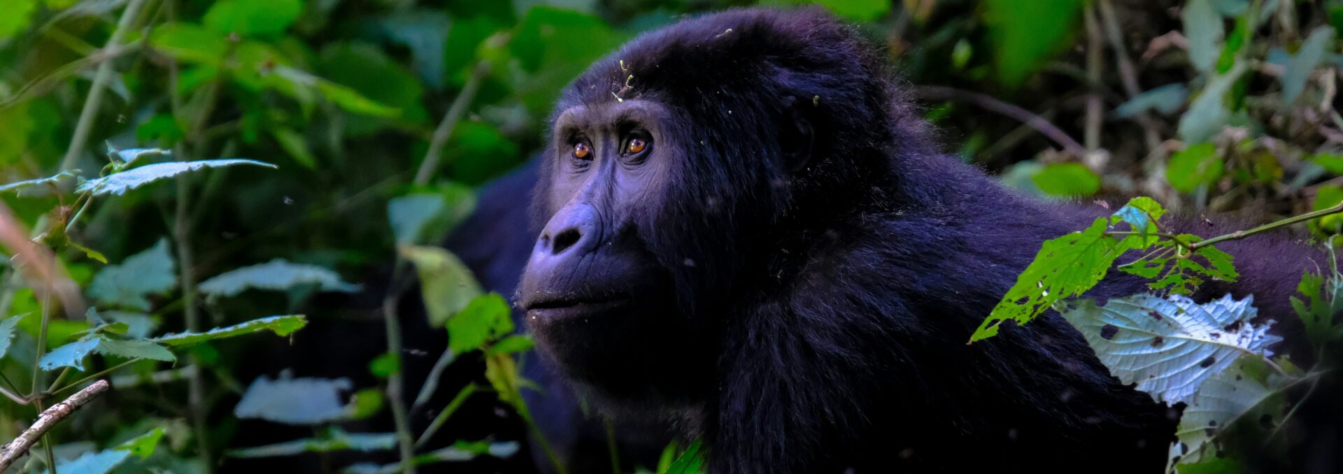 Why Are Gorillas Endangered?